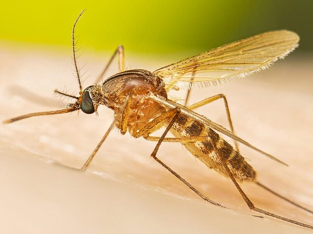 Murray Valley encephalitis virus has been detected for the first time this year in mosquitoes in the Pilbara region of Western Australia (file image)
