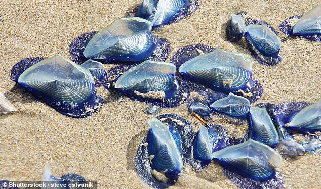 The creatures, known as Velella velella, or 'wind sailors,' are known to arrive throughout Southern California in the spring due to powerful storms.