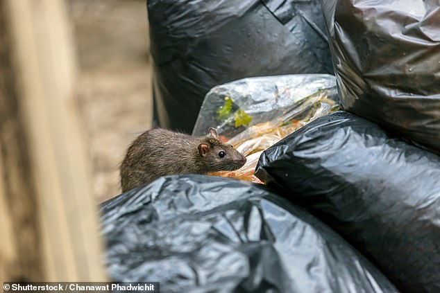 Rat-related diseases reached their highest level in 2023, with 24 cases reported in the city