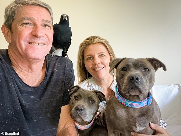 Juliette Wells and Reece Mortensen (pictured with Molly the Magpie and her two Staffordshire terriers, Peggy and Ruby) are banned from making commercial profits from the bird as part of a series of new rules they will have to comply with to keep the magpie.