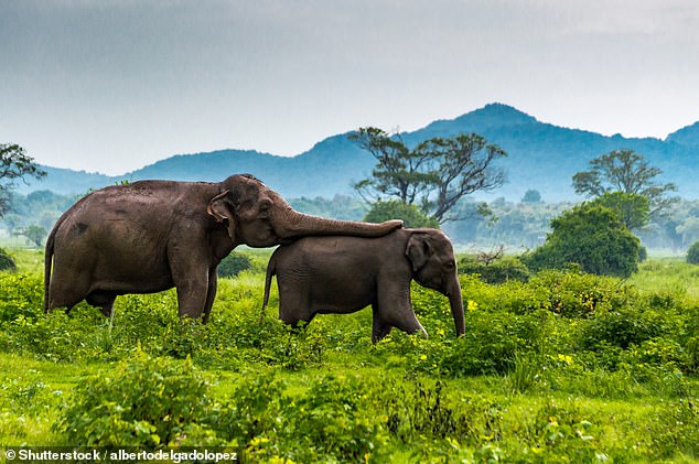 Heavyweight highlights: On a visit to Sri Lanka, Sian Boyle sees wild elephants in Minneriya National Park (pictured)