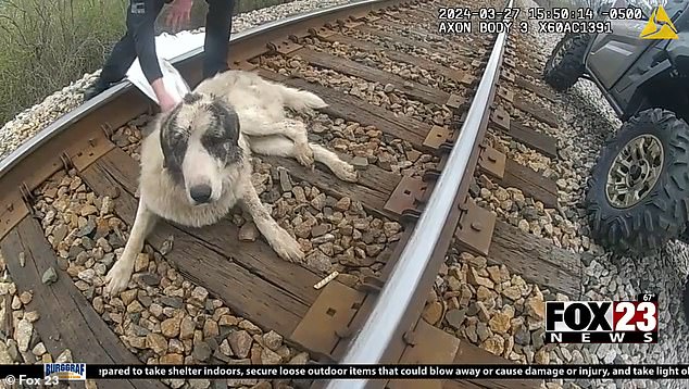 Oklahoma police rescued an injured dog from the tracks after it was hit by a train and trapped on the track for three days.