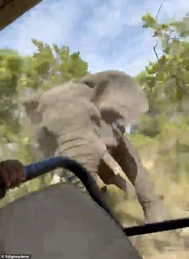 Video captured the shocking moment when an elephant attacked an American tourist in Zambia
