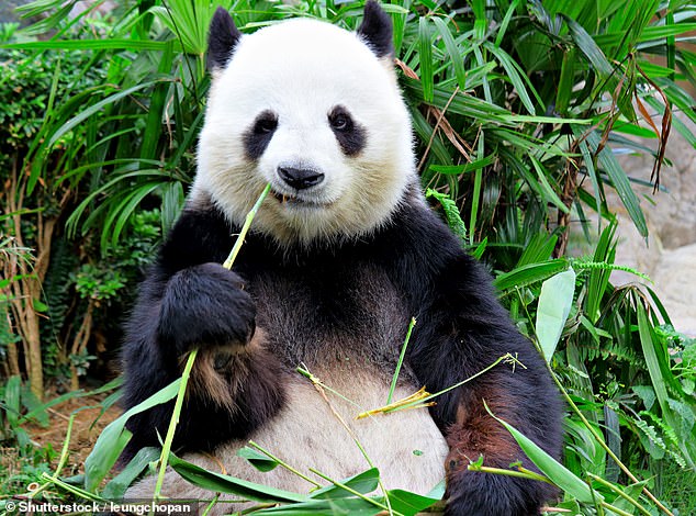 Hailing from forests located within mountain ranges across China, the iconic giant panda has long captivated the world with its distinctive black and white fur (file image)