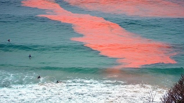 Beachgoers have been warned to avoid coming into contact with an algae bloom (pictured) that has broken out along parts of the coastline of a major Australian city.