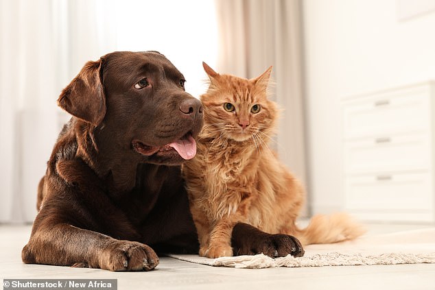 A study has found evidence that multidrug-resistant bacteria are transmitted between sick dogs and cats and their healthy owners in Portugal and the United Kingdom.