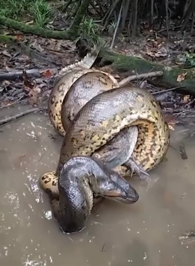 The reptiles intertwine, half submerged in the water, while the snake strangles its victim.