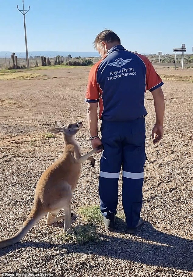 Images of Australian pilot Mick Young holding the hand of a young kangaroo (pictured) in Port Augusta, South Australia, last month have melted the hearts of Australians.