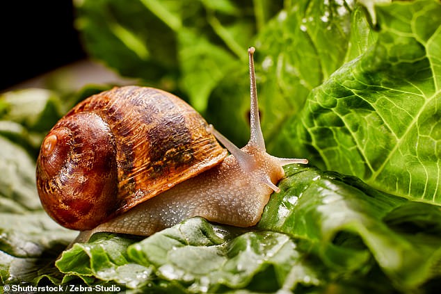 Royal gardener Jack Stooks has revealed four ways to get rid of slugs and snails from your garden as the gardening season begins.
