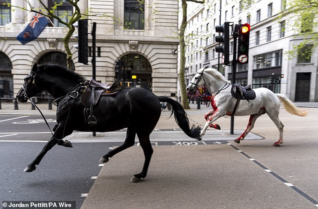 Three soldiers and a cyclist were injured after two horses threw their riders and galloped away through the urban jungle, crashing into a row of parked electric scooters, a taxi and a bus.