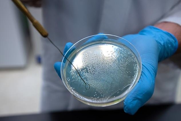 Washington State University researcher Arden Baylink holds a petri dish containing salmonella bacteria.  Baylink and PhD student Siena Glenn have published research showing that some of the world's deadliest bacteria seek out and eat whey, the liquid part of human blood, which contains nutrients that bacteria can use as food.