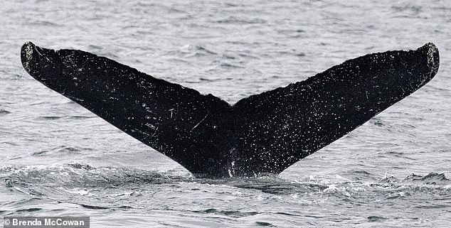 Researchers hope that the interaction with Twain could lead to communications with extraterrestrials because the whale's language is so complex that it forces researchers to identify what its vocalizations mean.