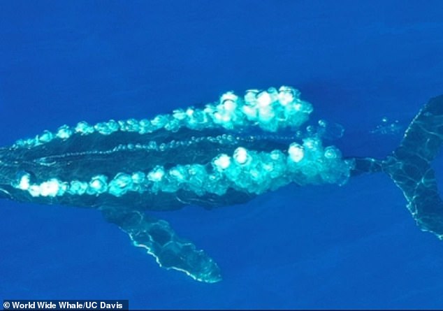 Twain, a 38-year-old female humpback whale (pictured) communicated with researchers 36 times over a 20-minute period.  Investigators said it is possible that the communication was a 
