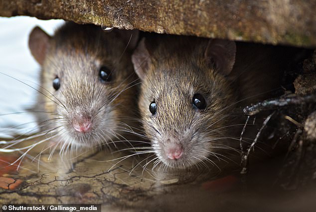 Archaeologists have unearthed two rodents and stomach and hair samples are being analyzed in Finland for signs of plague (File Image)