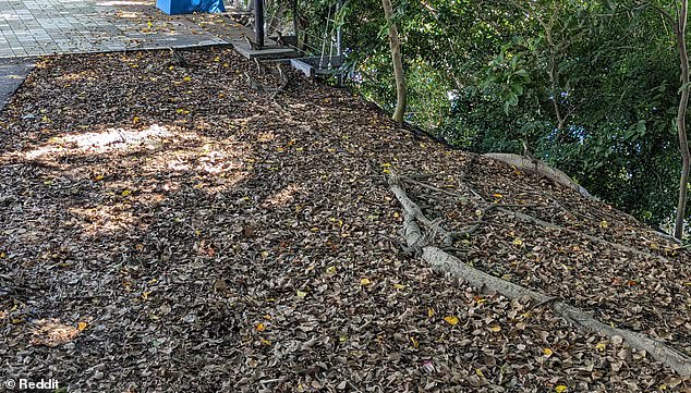 A man was amazed after seeing ten water dragons hanging in the leaf litter during his morning walk.