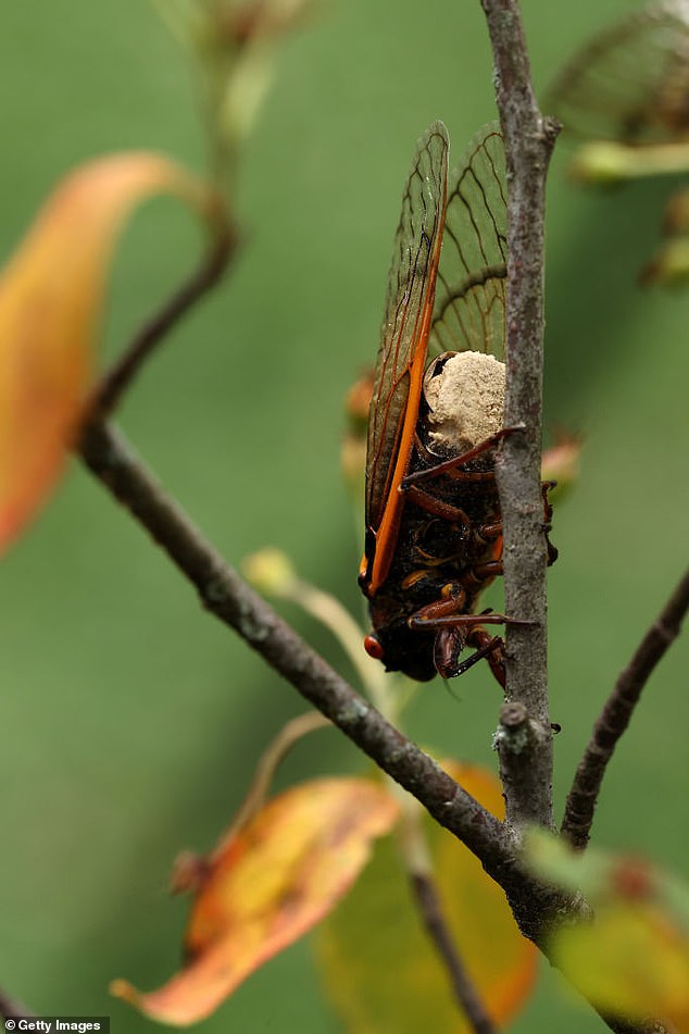 Billions of cicadas will emerge from the depths, but some will escape their underground abode as sex-crazed 'zombies'.