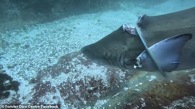 The juvenile female gray nurse shark was seen swimming in the waters of Seal Rocks, on the mid north coast of New South Wales, on March 24 by the Forster Dive Centre.