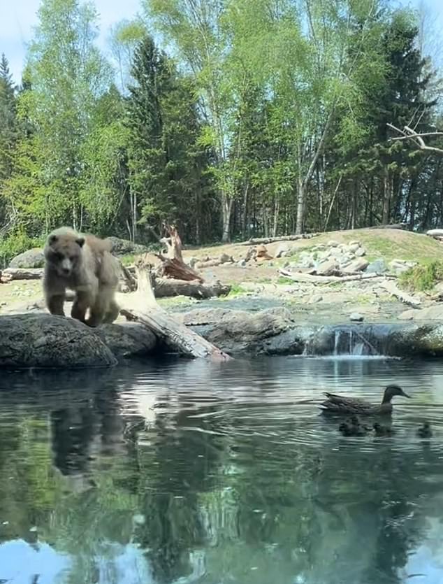 A grizzly bear was caught on camera devouring ducklings in front of screaming children at a Seattle zoo last week.