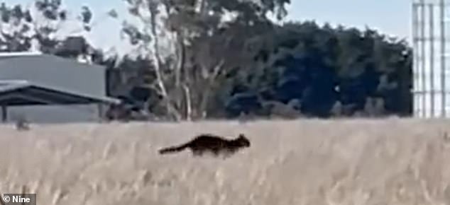 A new video of a large cat (pictured) running at a lively pace across a rural field has sparked debate on the internet over whether it is a very large wild black cat, a panther or an AI creation.