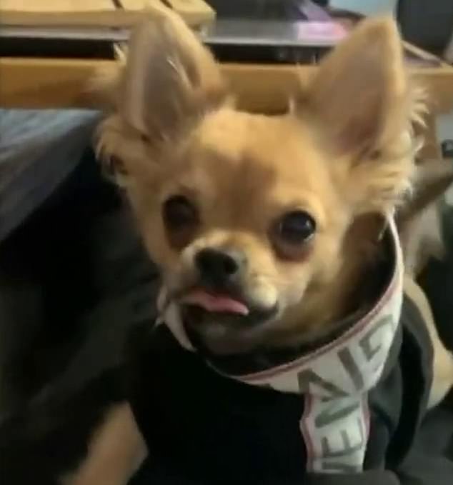 Diesel the Chihuahua is still missing 48 hours after he was stolen by opportunistic thieves
