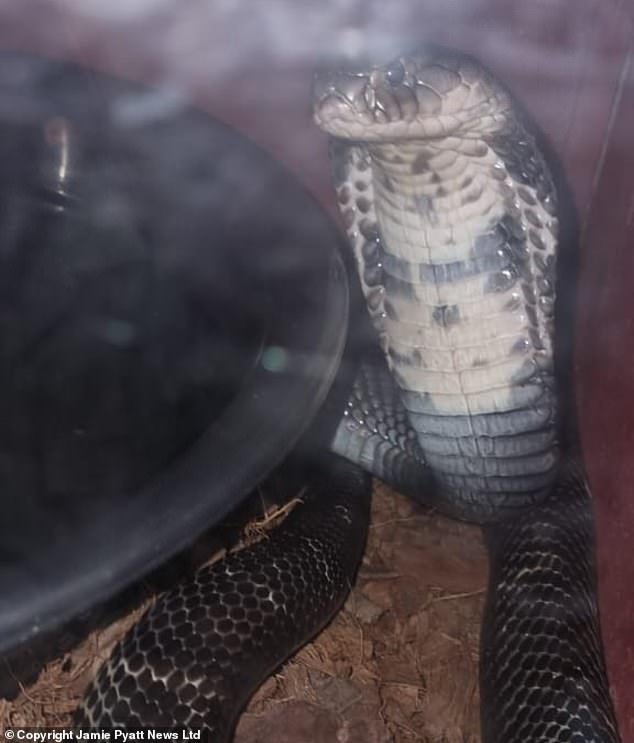 This is the Indochinese spitting cobra with which Marius Joubert committed suicide by putting the hand of a snake in his tank to receive a lethal bite in South Africa