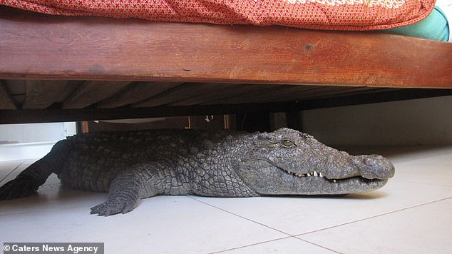 A man woke up one morning and found a crocodile sleeping under his bed.