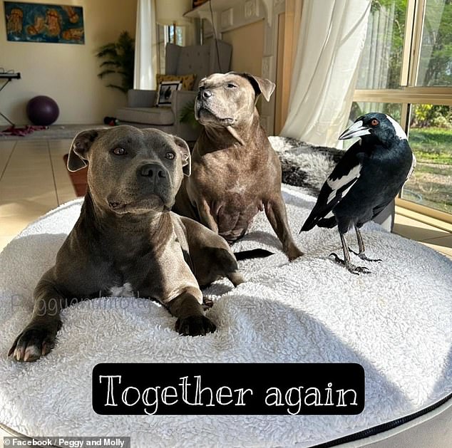 Molly, the Institute's famous magpie, is back with her Staffy friends and human caretakers 45 days after she was captured by wildlife authorities.