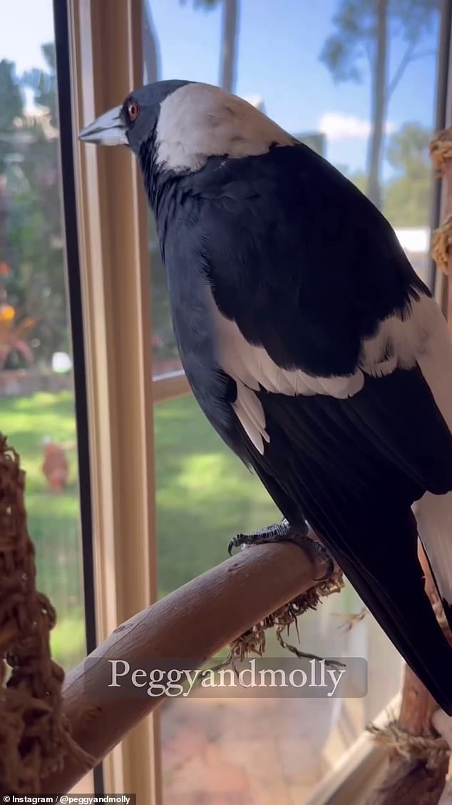 The video showed Molly running around the house with her wings spread, bathing, singing and enjoying the sun with her canine friends Peggy and Ruby.