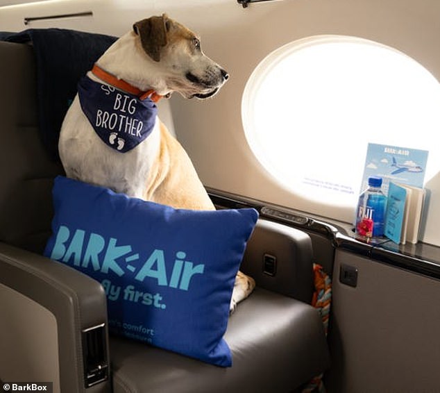 Bark has launched Bark Air, a chartered private jet service for dogs with owners wealthy enough to shell out up to $8,000 for a one-way ticket.