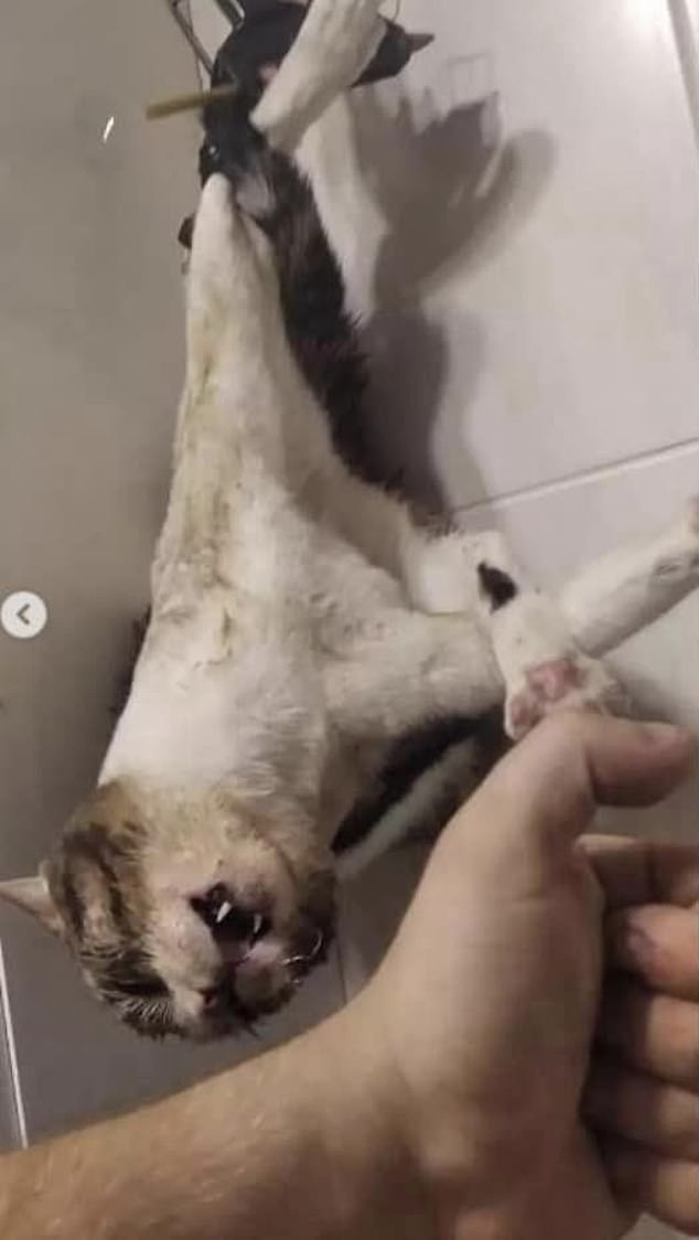 Before his arrest, the 24-year-old had posted a series of sickening videos and images on social media along with descriptions of what he had been doing to the helpless animal called Leni.