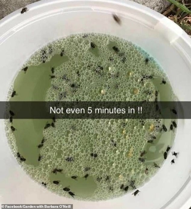 A gardener revealed a trick to get rid of flies, mosquitoes and insects in minutes