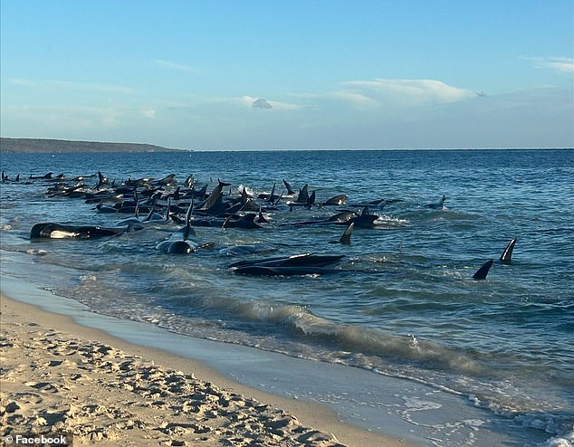 Rescuers are currently conducting a desperate rescue effort following a mass stranding of between 50 and 100 pilot whales on a Western Australian beach.