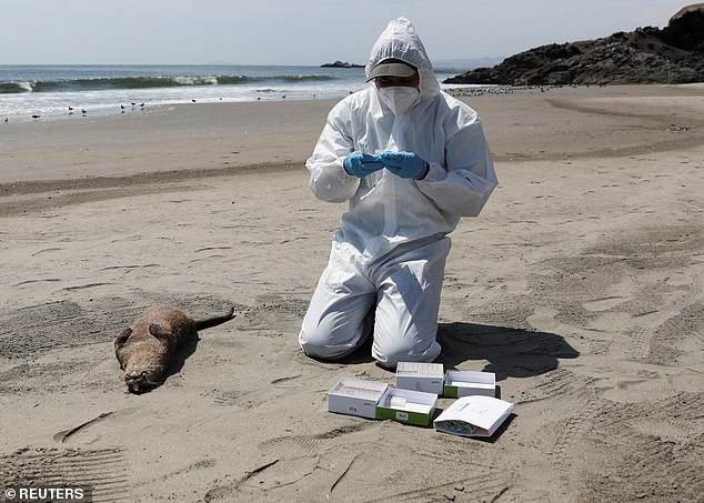 The bird flu virus has killed about 17,400 seal pups in a single colony in the United States.  The virus's ability to jump from birds to mammals has worried some virologists