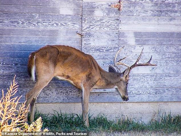 Because CWD is so contagious, when a deer is confirmed to have died from it, an entire herd becomes infected.  Pictured: A deer in Kansas showing signs of CWD