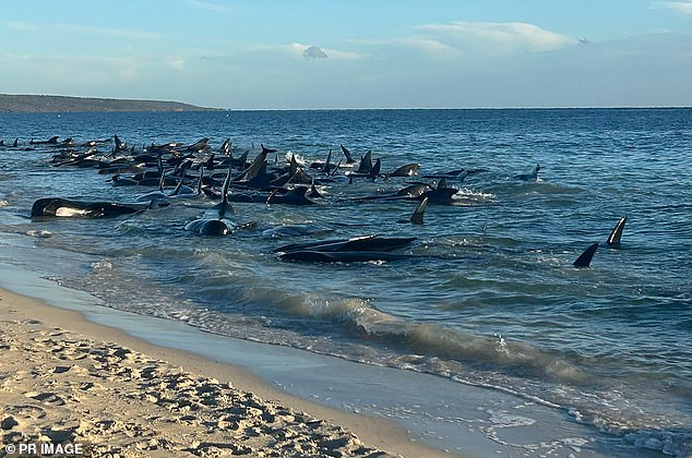 Wildlife rescuers have saved more than 200 pilot whales from a mass stranding on a beach in southwest Western Australia.