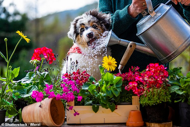Are there hidden dangers lurking in your garden?  While certain plants look pretty, they could be toxic to pets (file image)