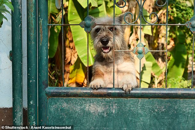 A brown furry dog ​​standing behind a green fence with a green plant in the background (stock image).  Dr. Lily tells pet owners to avoid using chemicals around their plants and, if you can, fence off pet-free areas.