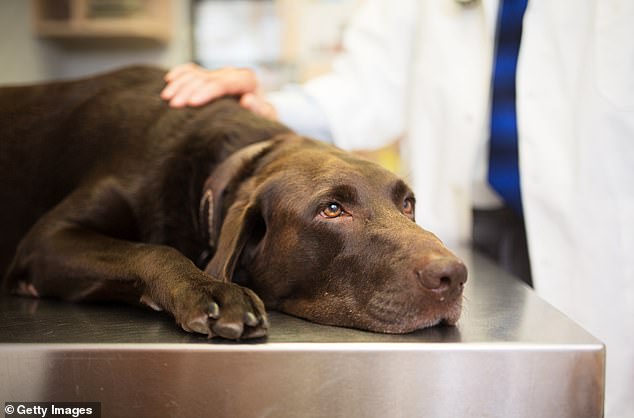 The dogs were found to be infected with a bacteria 