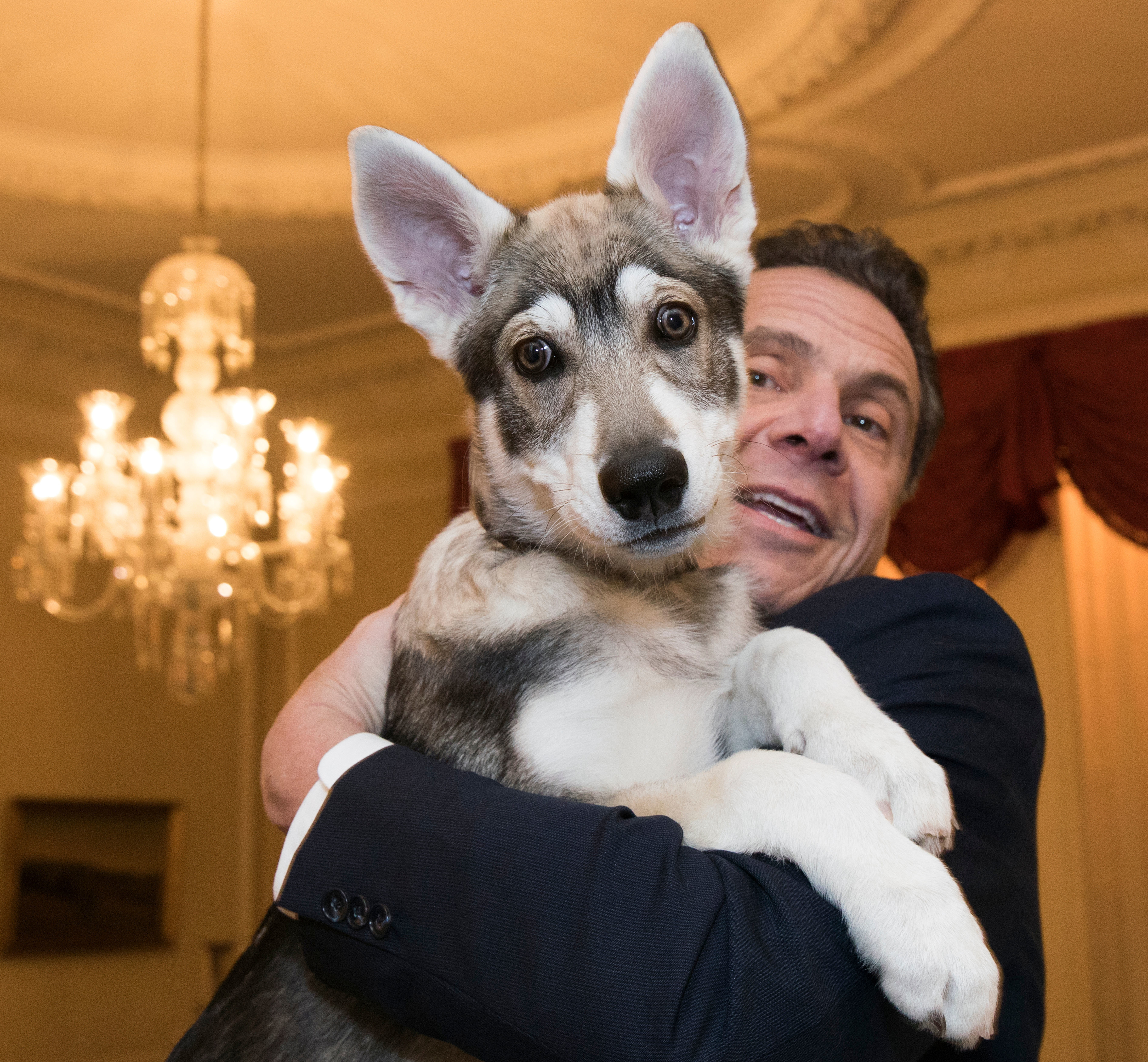 Governor Andrew Cuomo holds his new dog Captain, a Siberian Shepherd mix, during a mayoral conference in Albany, New York, on February 12, 2018.