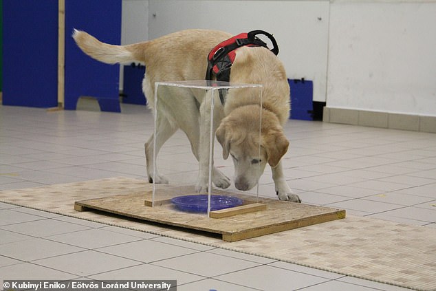 Like humans, dogs excel at different tasks involving different cognitive abilities, regardless of breed, the new study shows.  In this task from the experiments testing problem solving, dogs had to locate the entrance to a box containing food, when the position of the opening of the box kept moving.