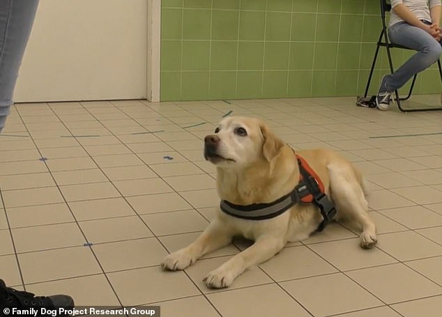 Researchers in Budapest, Hungary, recruited more than 100 dogs for various tasks, testing key skills such as memory, learning and problem solving.