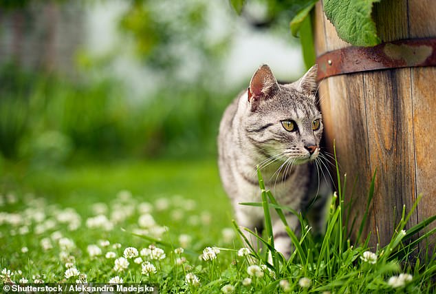 Why cat urine smells so bad Scientists reveal what causes