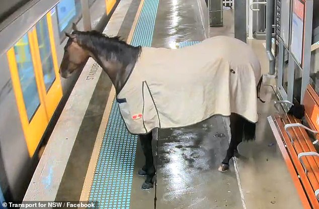 Commuters were left stunned after a horse (pictured) managed to enter a platform at Warwick Farm train station in Sydney's west on Friday shortly before midnight.