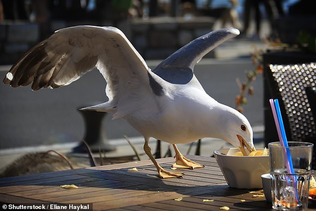Nothing ruins a relaxing trip to the beach more than a seagull swooping down on you and stealing your fries.  But instead of getting angry, you should be impressed by the seagulls' cunning tactics.