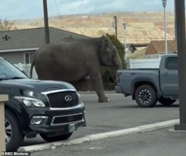 The huge animal could be seen marching through a parking lot in the small town.