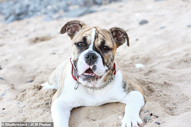 A woman has been charged for allegedly throwing an Australian Bulldog off a cliff inside a kennel (file image)