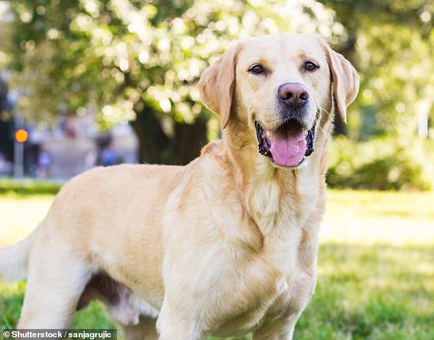 Research says larger dogs, such as Labradors and golden retrievers, were mentioned in reports about litter picking (file image)