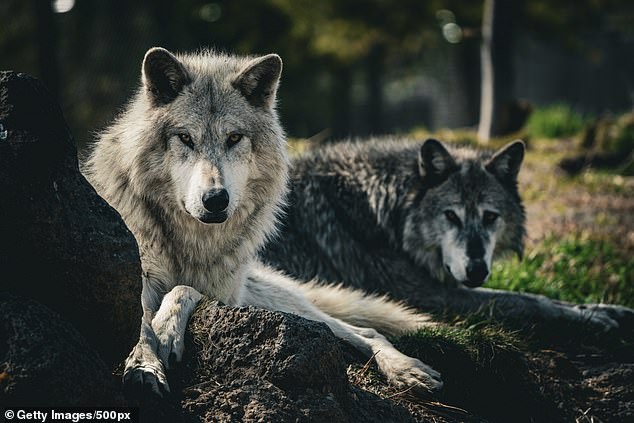 A Wyoming man was fined after he allegedly tormented a wolf by taping it over its mouth and parading it around his local bar before shooting it to death.  (Pictured: Stock photography of wolves)