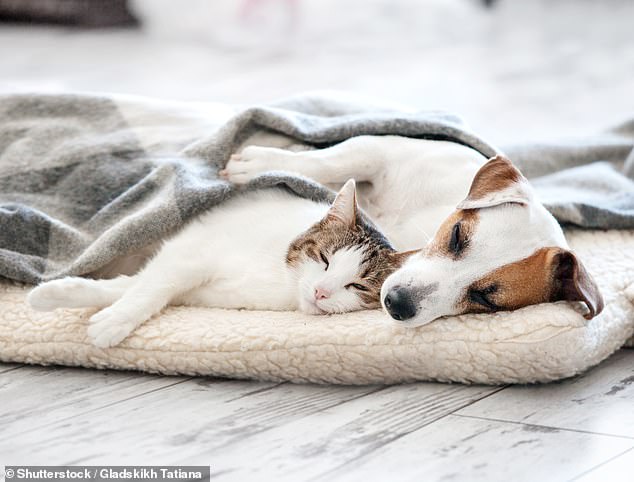 Pets may exhibit anxious or confused behaviors and could show signs that they think it's time to sleep when the solar eclipse occurs on April 8.