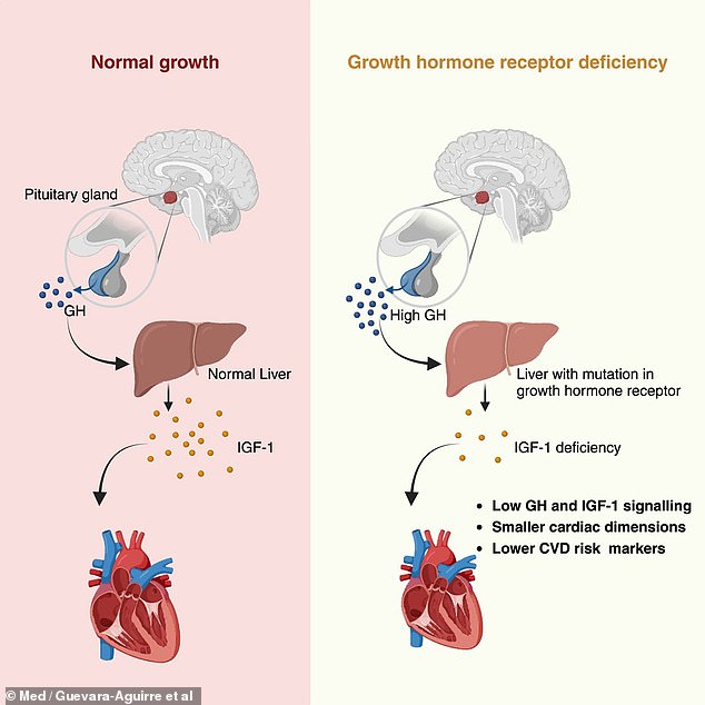 Insulin-like growth factor 1 (IGF-1) is produced in the liver. In people with typical genetics (left), growth hormone from the brain's pituitary gland signals the liver to produce more IGF-1, which can contribute to aging and age-related diseases. But in people with Laron syndrome (right), despite high levels of growth hormone, their liver produces much lower amounts of IGF-1, which protects them against heart disease.